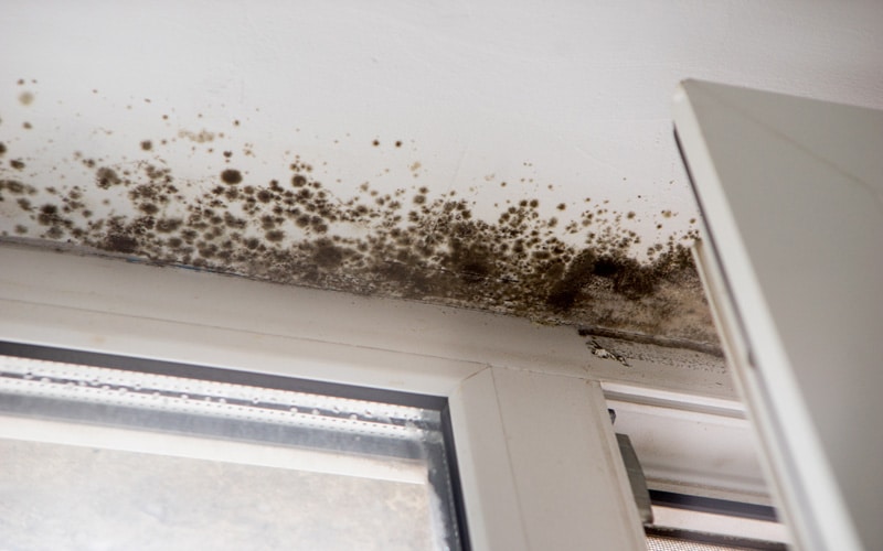 Mold Removal in St. Petersburg, FL