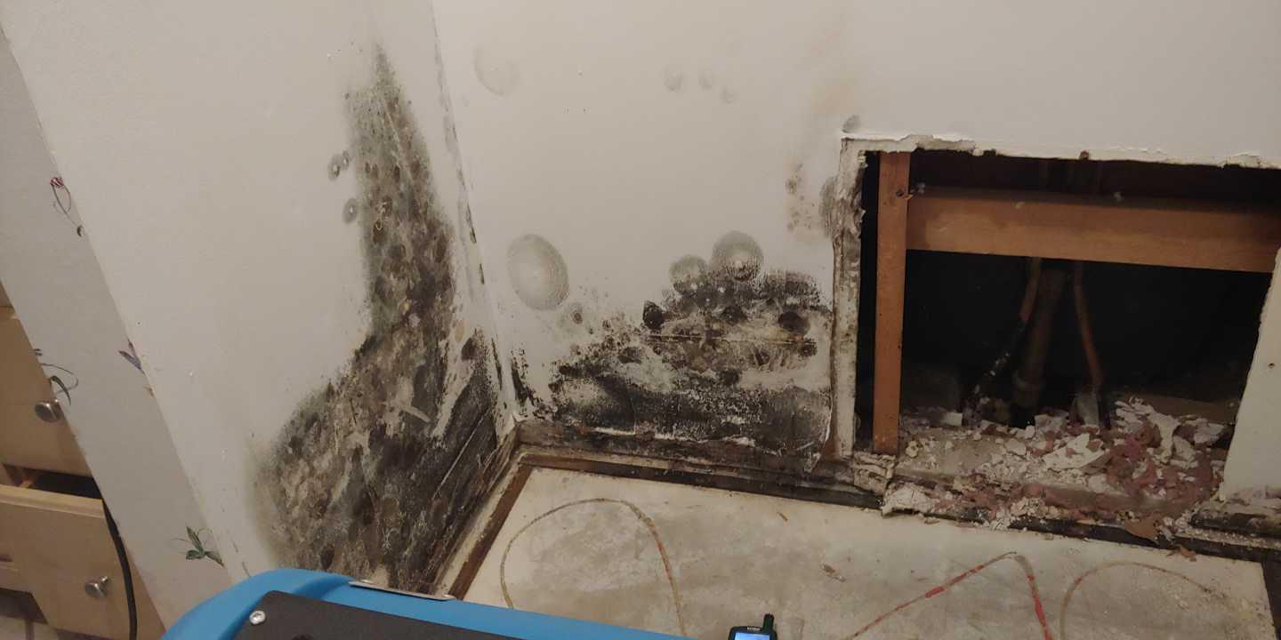 Mold Removal in Palm Harbor, FL