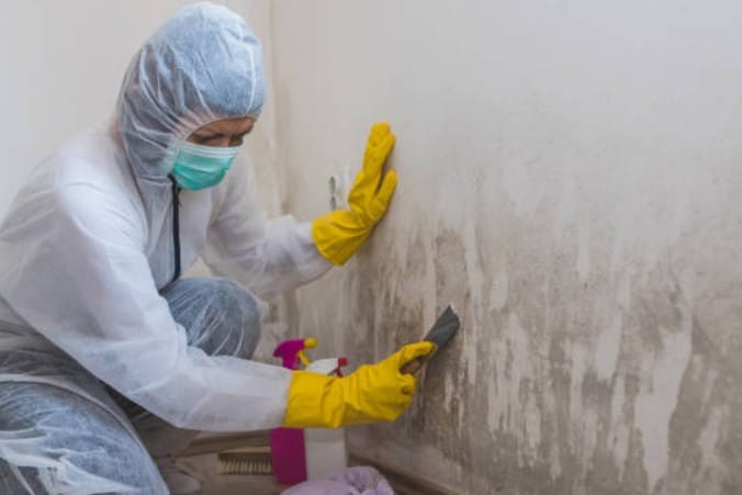 Mold Removal in Palm Harbor, FL