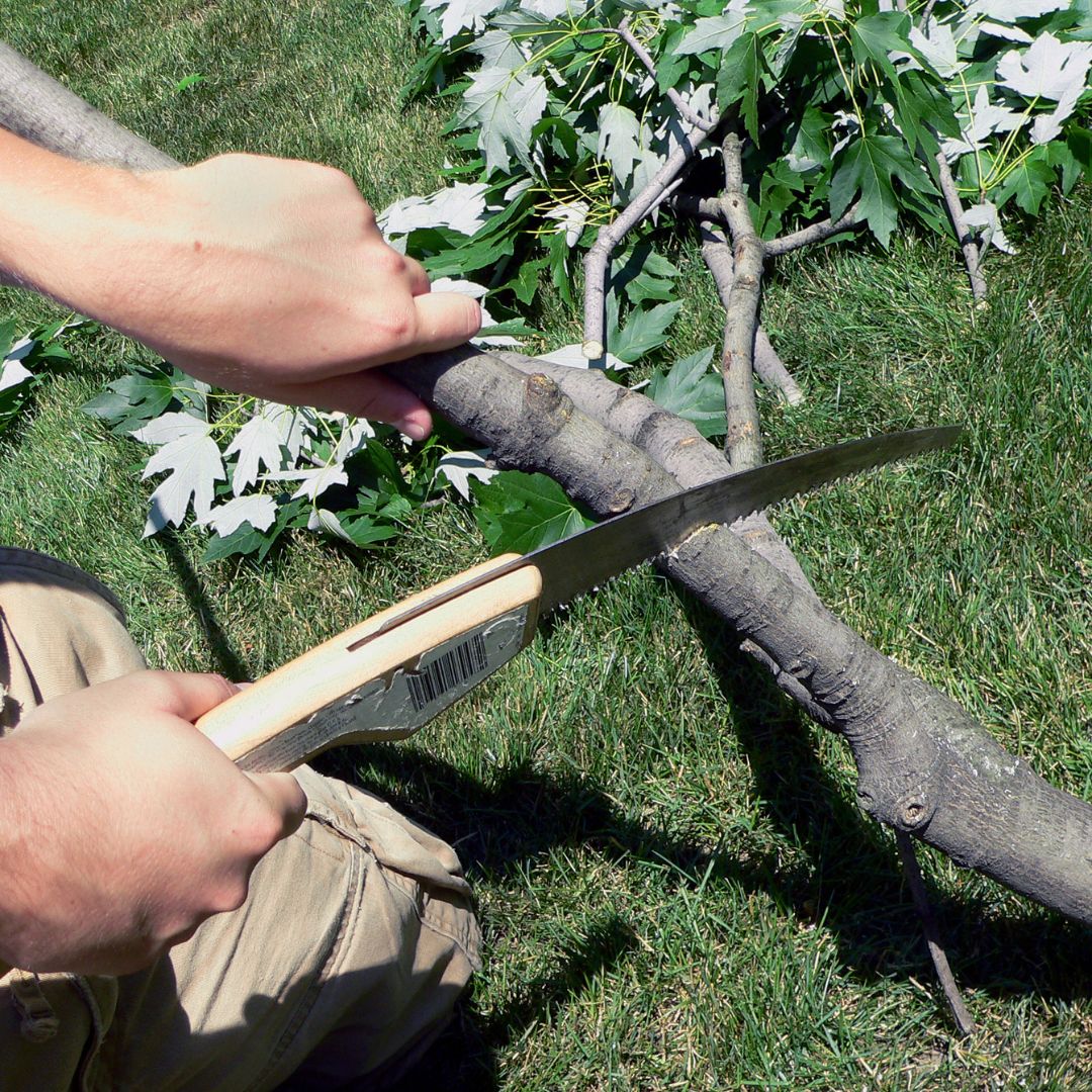 cutting tree branch